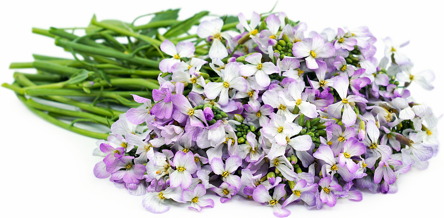 Daikon Radish Blossoms picture