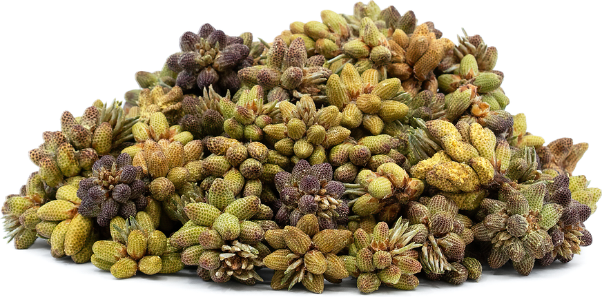 Foraged Pine Pollen Cones picture