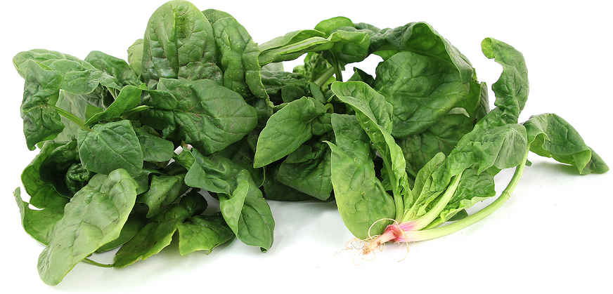 Bloomsdale Spinach picture