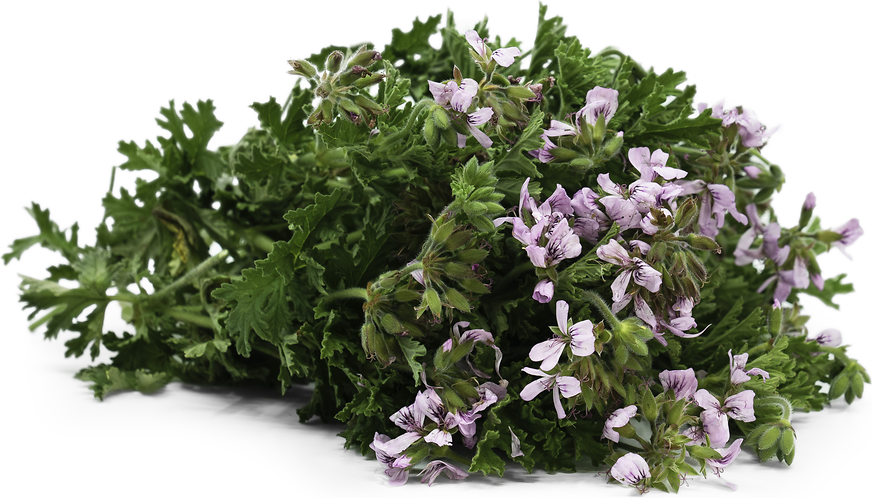 Rose Geranium Flowers picture