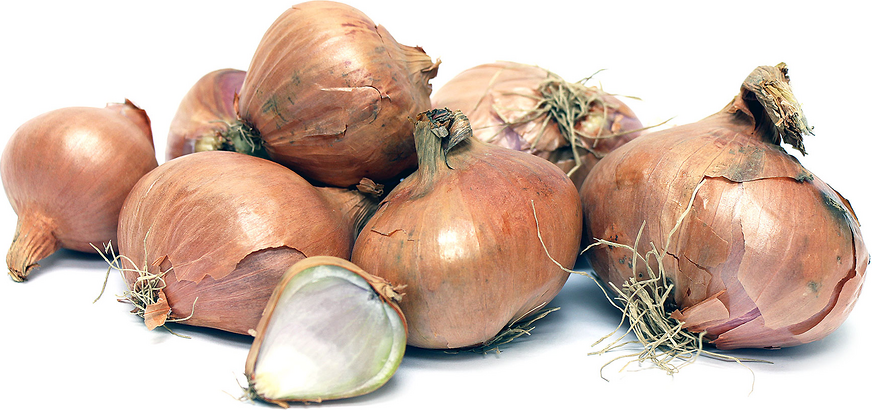 Shallot Shoots Information and Facts