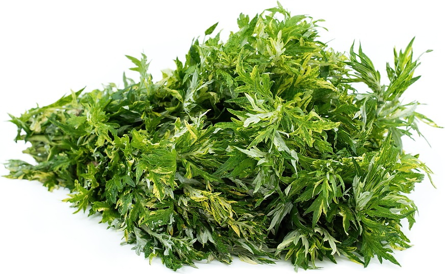 Mugwort picture