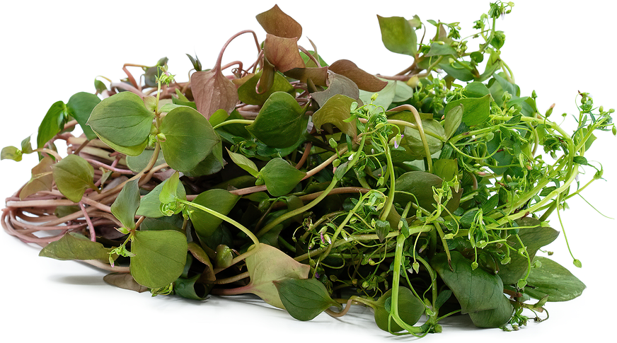 Red Miners Lettuce picture