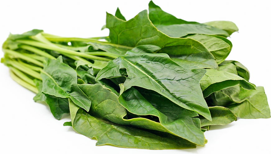 Arrowhead Spinach picture