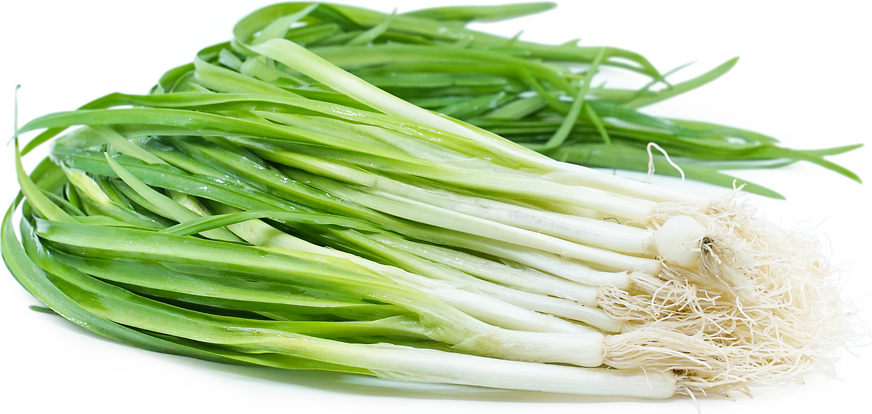 Wild Onions picture