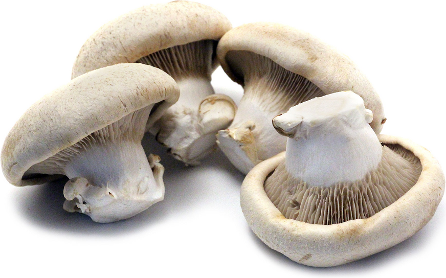 Shirakami Awabitake Mushrooms picture