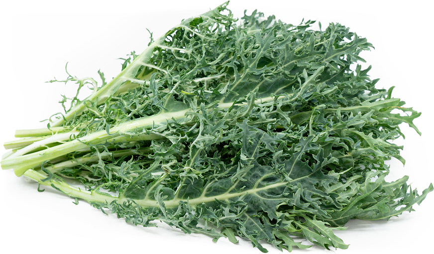 Siberian Kale Information and Facts