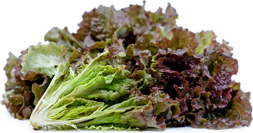 Red Fire Lettuce picture
