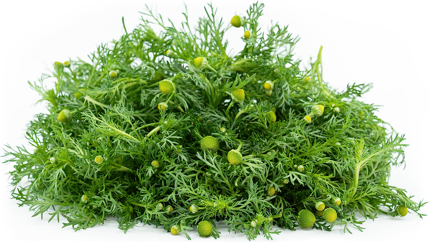 Pineapple Weed picture