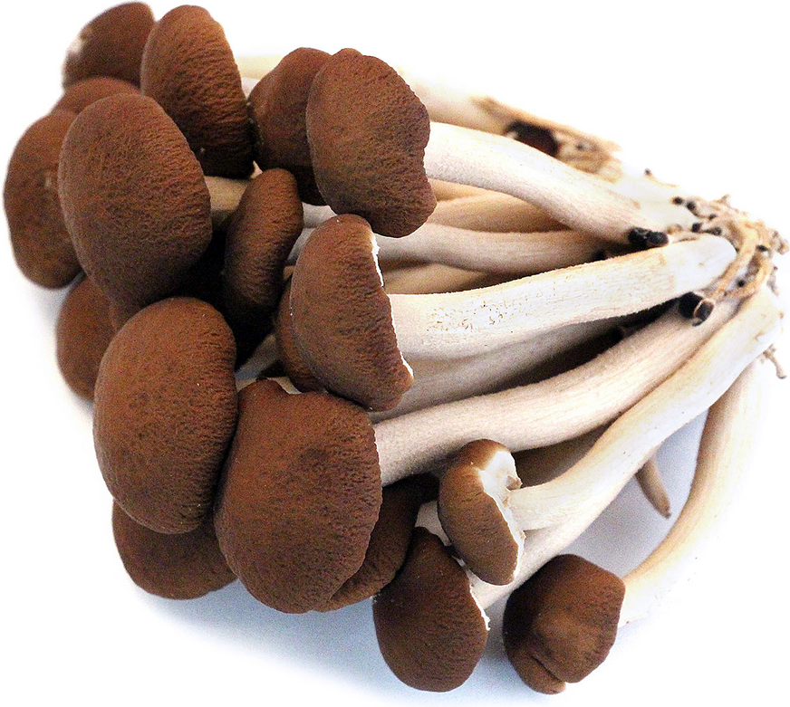 Yanagi Matsutake Mushrooms Information and Facts