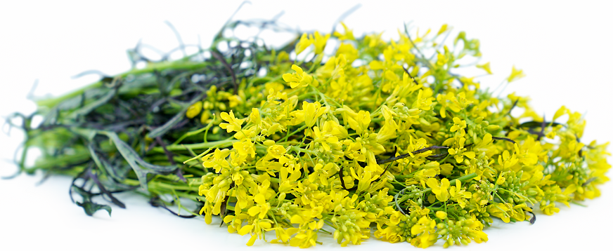 Red Frill Mustard Flowers picture