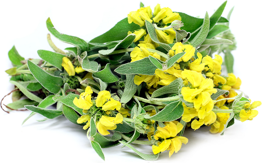 Jerusalem Sage picture