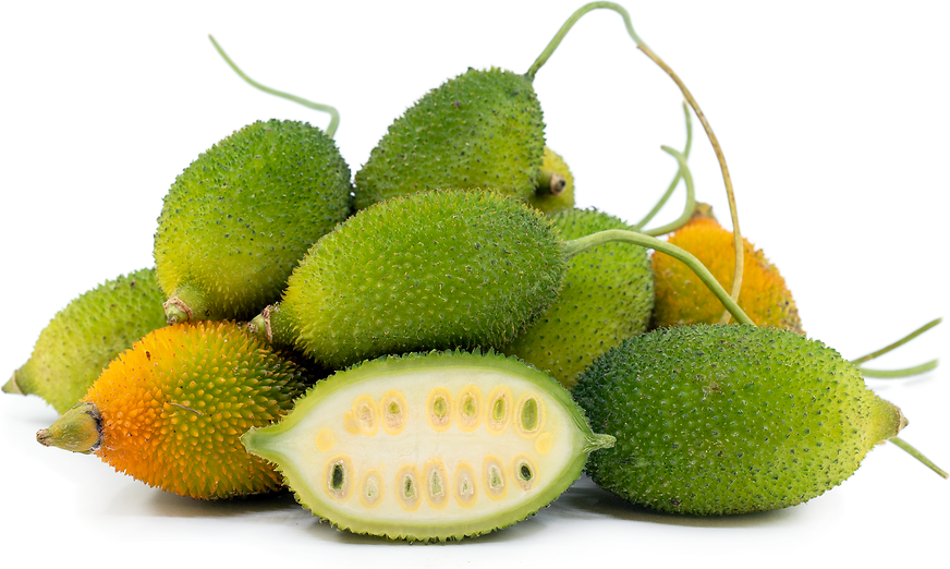 Teasel Gourd picture