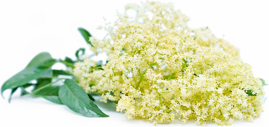 Elderflowers Information, Recipes and Facts