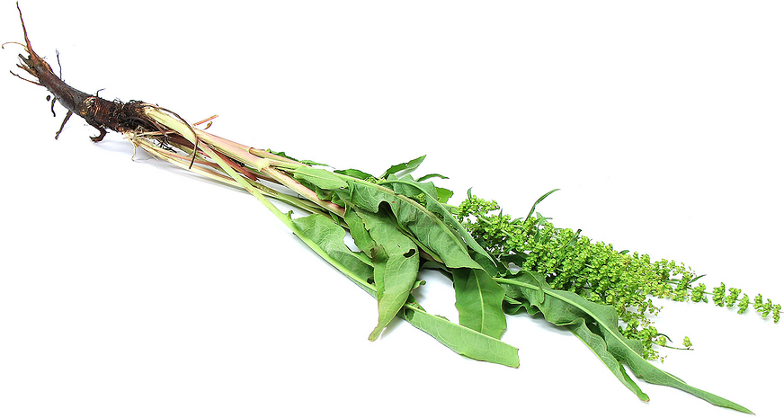 Foraged Curly Dock (Wild Rhubarb) picture