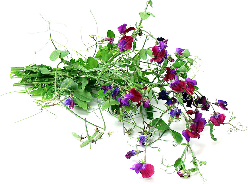 Foraged Wild Sweet Peas picture