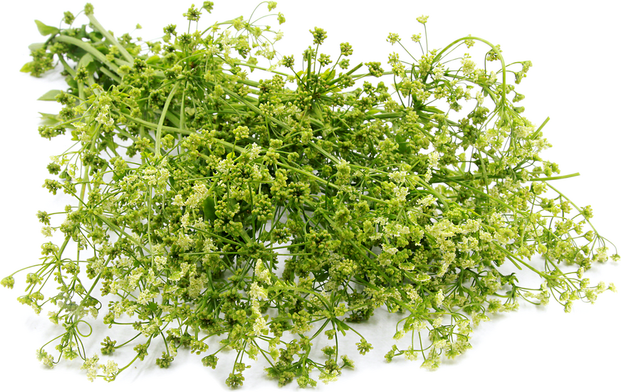 Parsley Flower