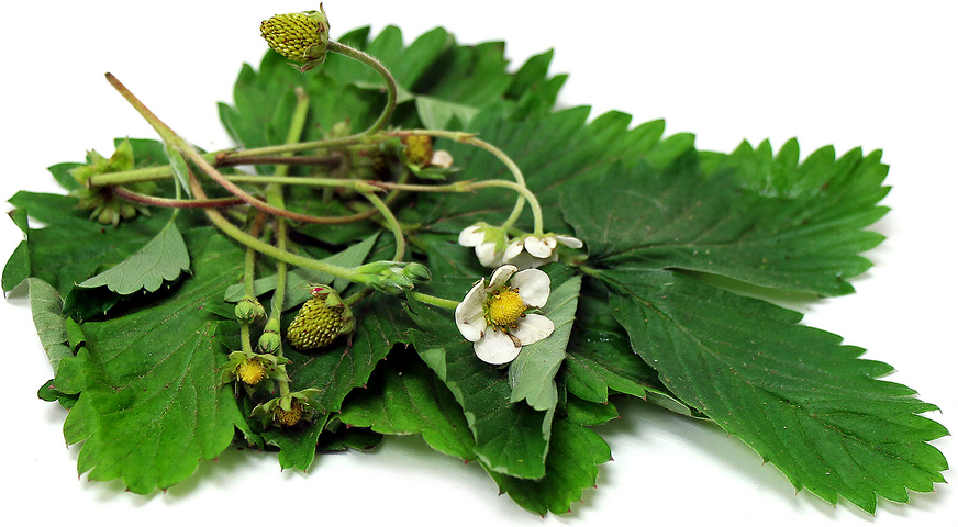 Strawberry leaves on sale