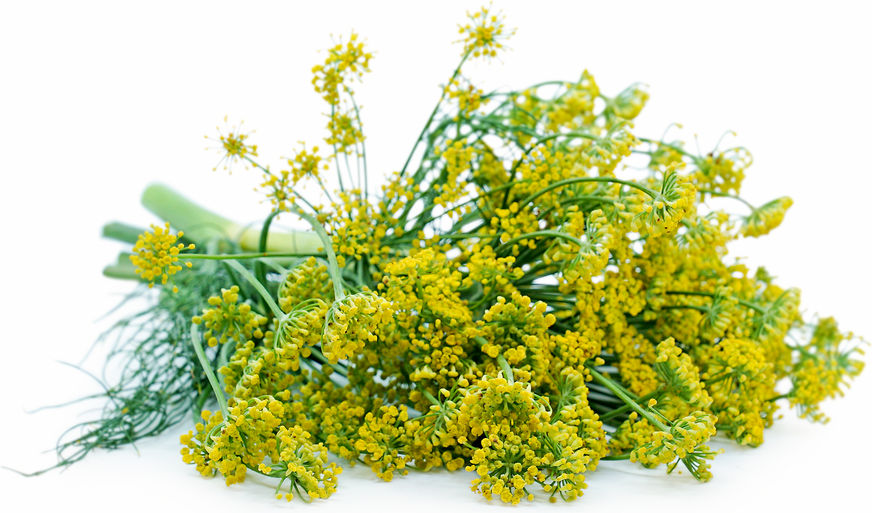 Dill Blossoms picture