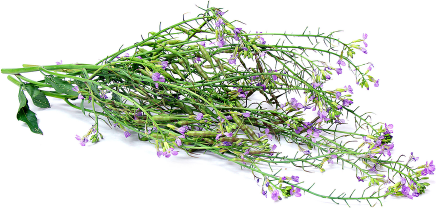 Foraged Wild Radish picture