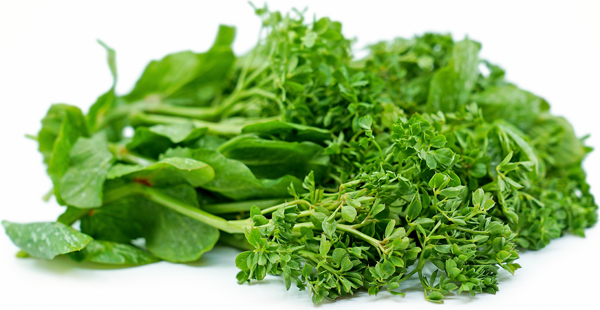 Lamborn Pea Tendrils picture