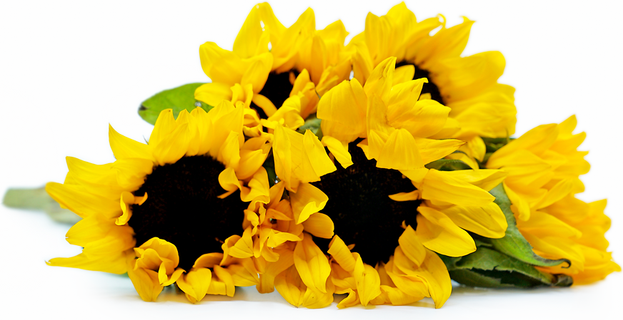 Yellow Sunflowers picture