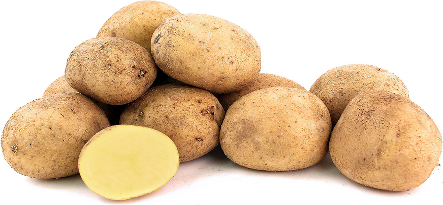 German Butterball Potatoes Information And Facts 2934