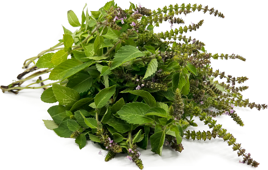 Tulsi Basil picture