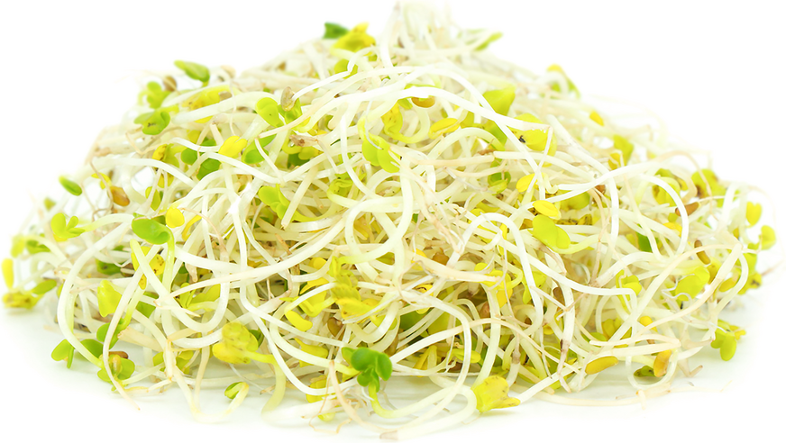 Broccoli Sprouts picture