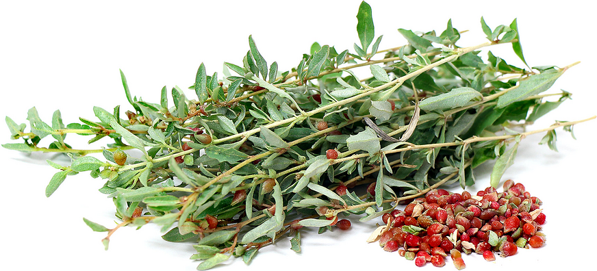 Saltbush Berries picture