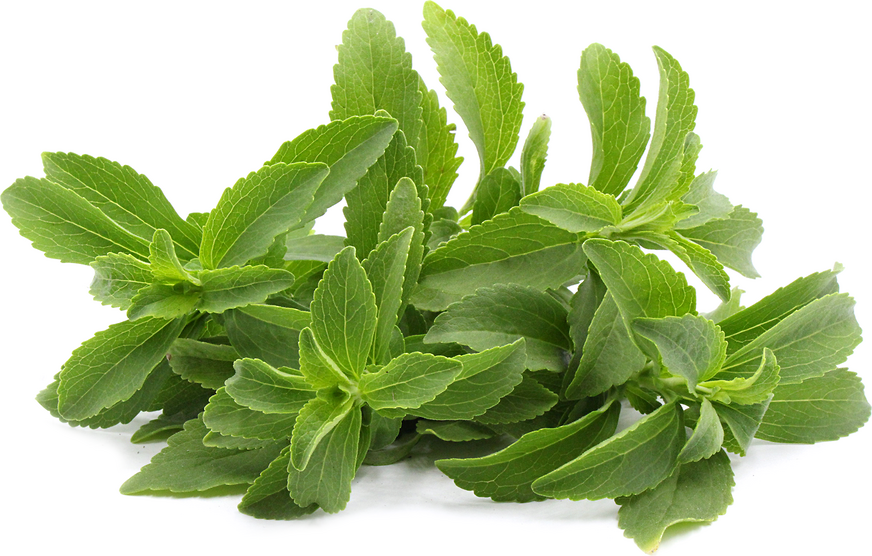 Stevia Information, Recipes and Facts