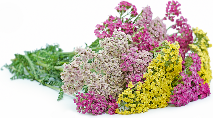 Yarrow Flowers picture