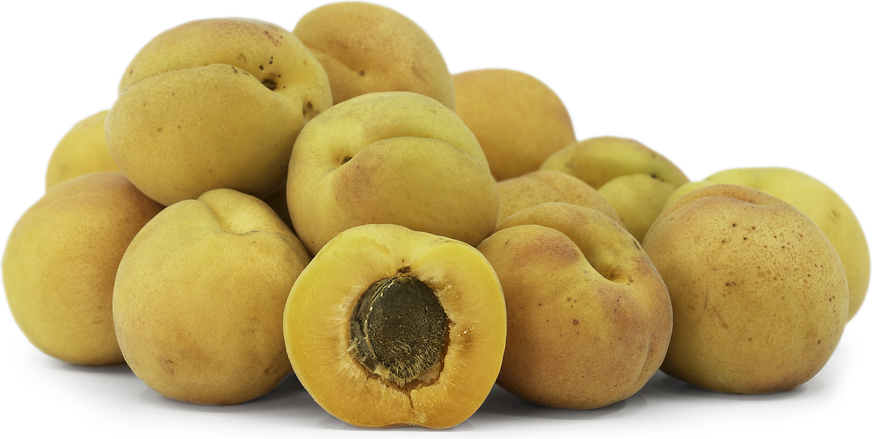 Blenheim Apricots Information and Facts