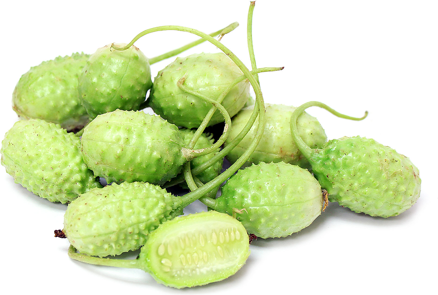 West Indian Gherkin Cucumber picture
