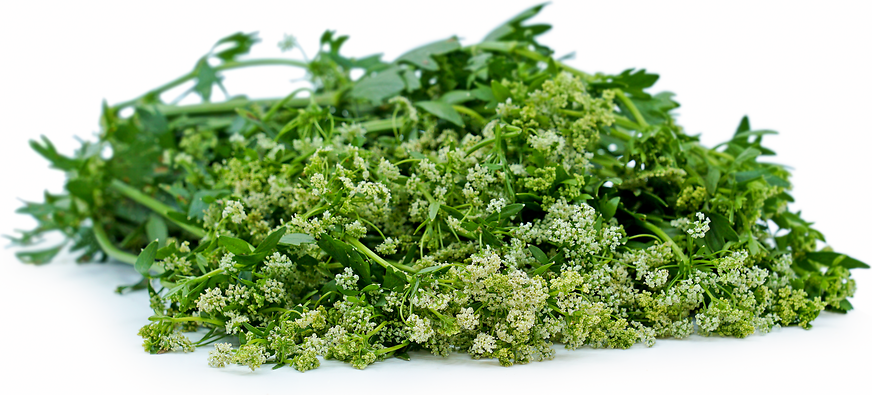 Celeriac Flowers picture