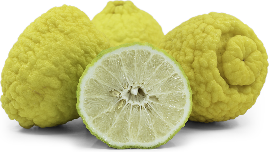 MARTHA STEWART Lots Of Lemons White/Yellow Lemons Cotton Kitchen