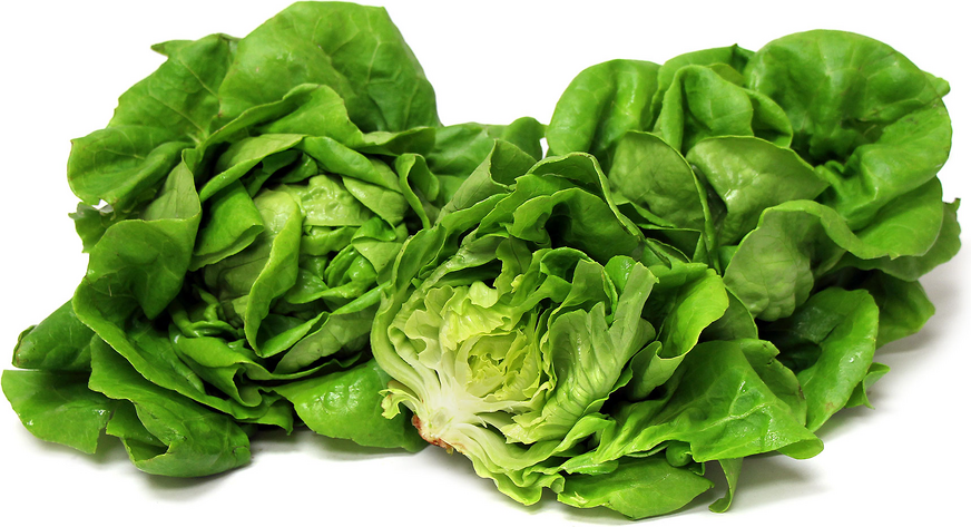 Hydro Green Butter Lettuce picture