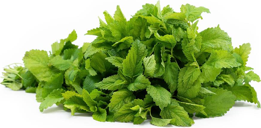 Lemon Balm picture