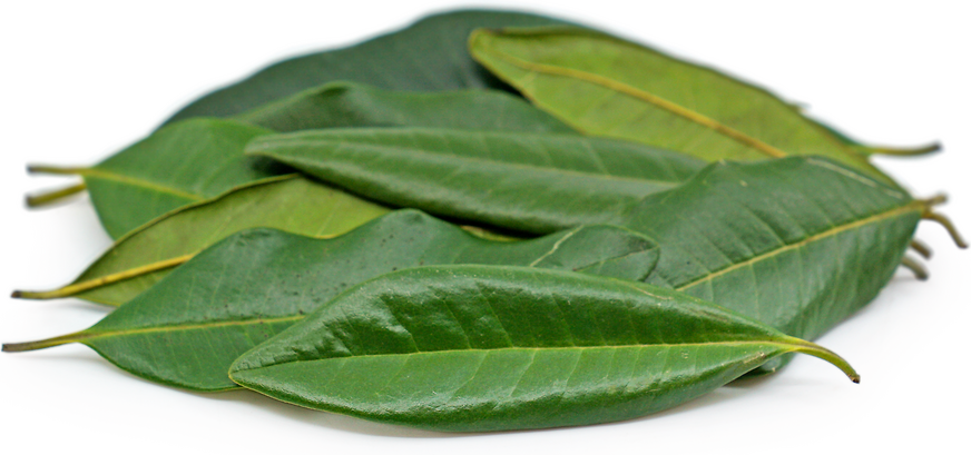 Allspice Leaves picture