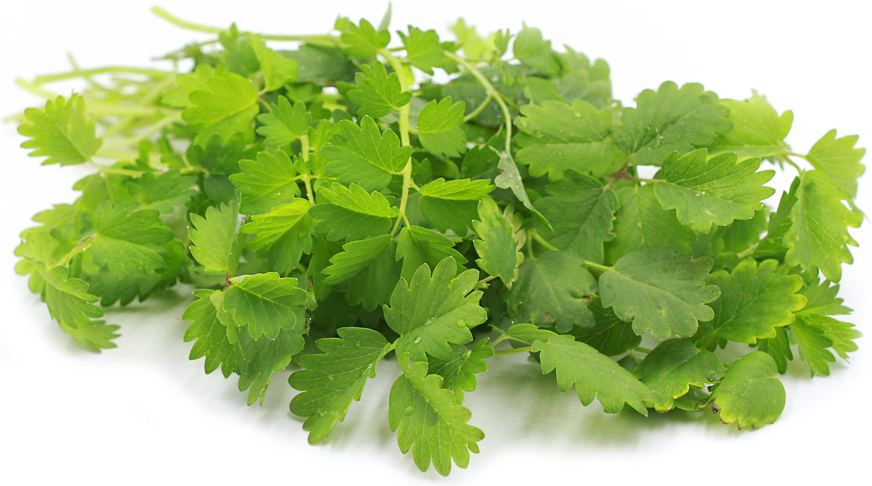 Salad Burnet picture