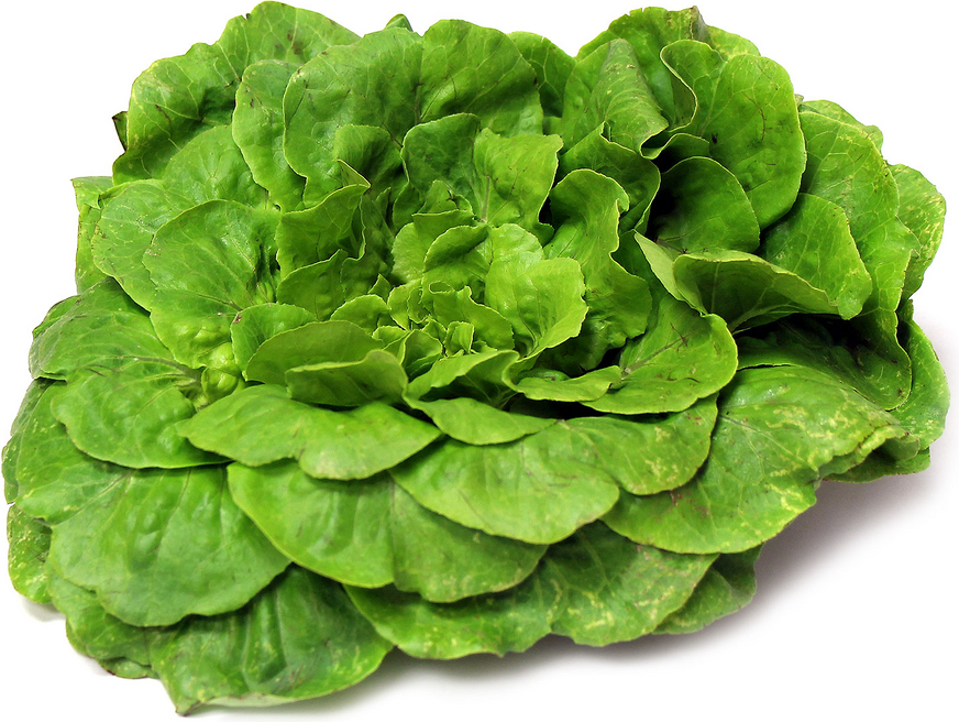 Green Salanova Lettuce picture