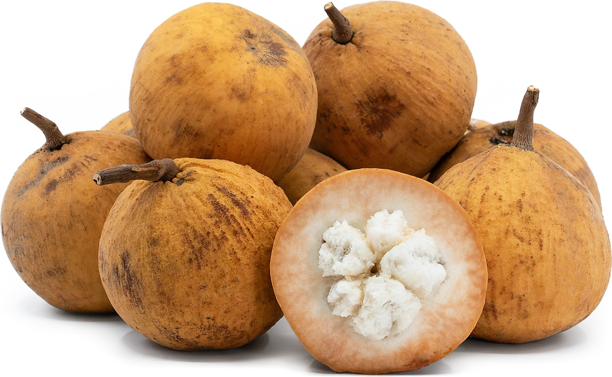 English For Santol Term