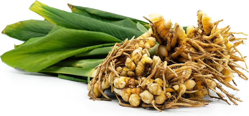 Turmeric Leaves picture