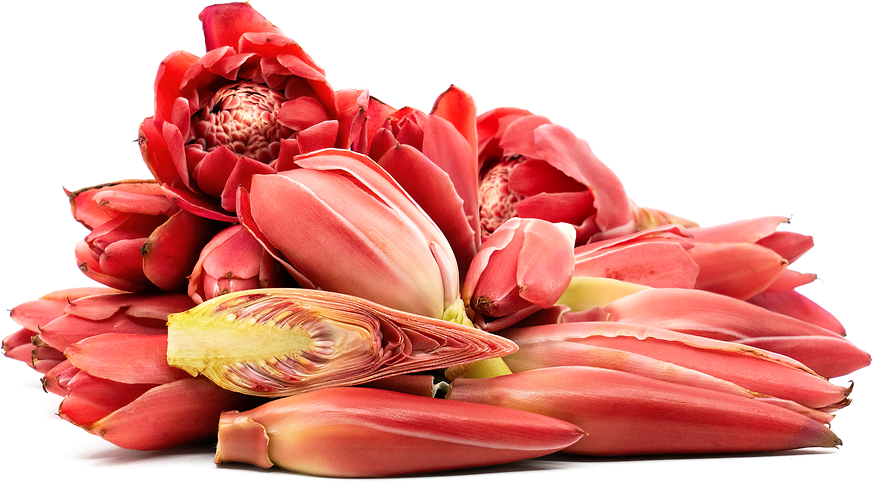 Torch Ginger Flowers picture