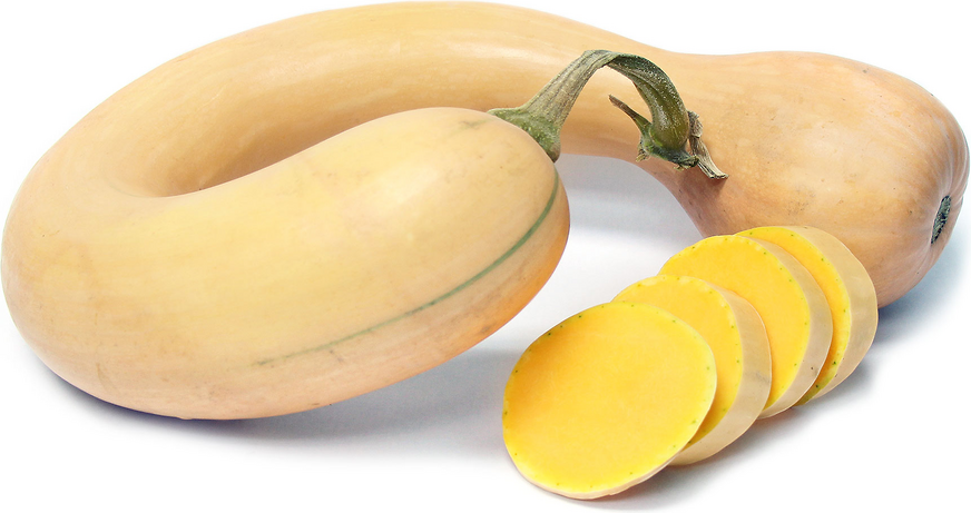 Dutch Crookneck Squash picture