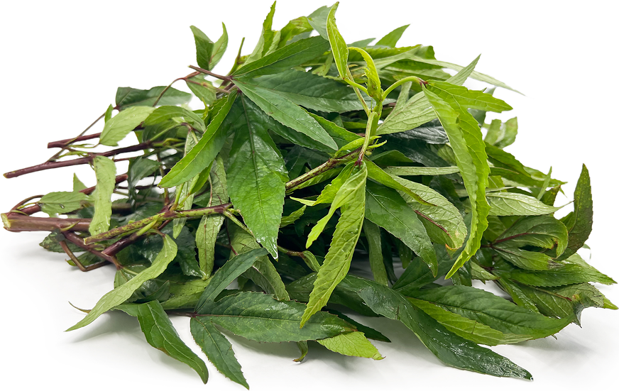 Gongura Leaves picture