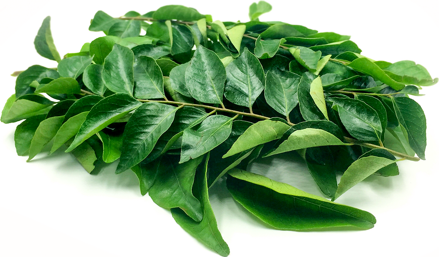 Curry Leaves Information and Facts