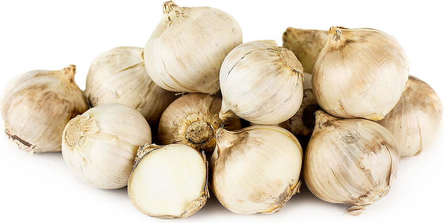 Pearl Garlic picture