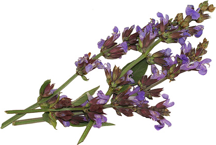 Mexican Sage Flowers Information and Facts