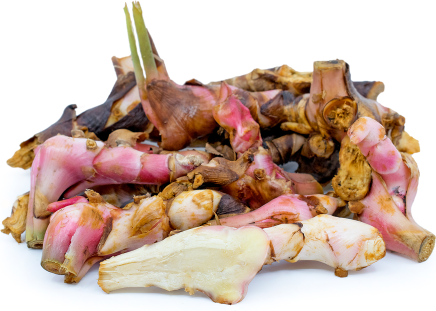 Young Galangal picture